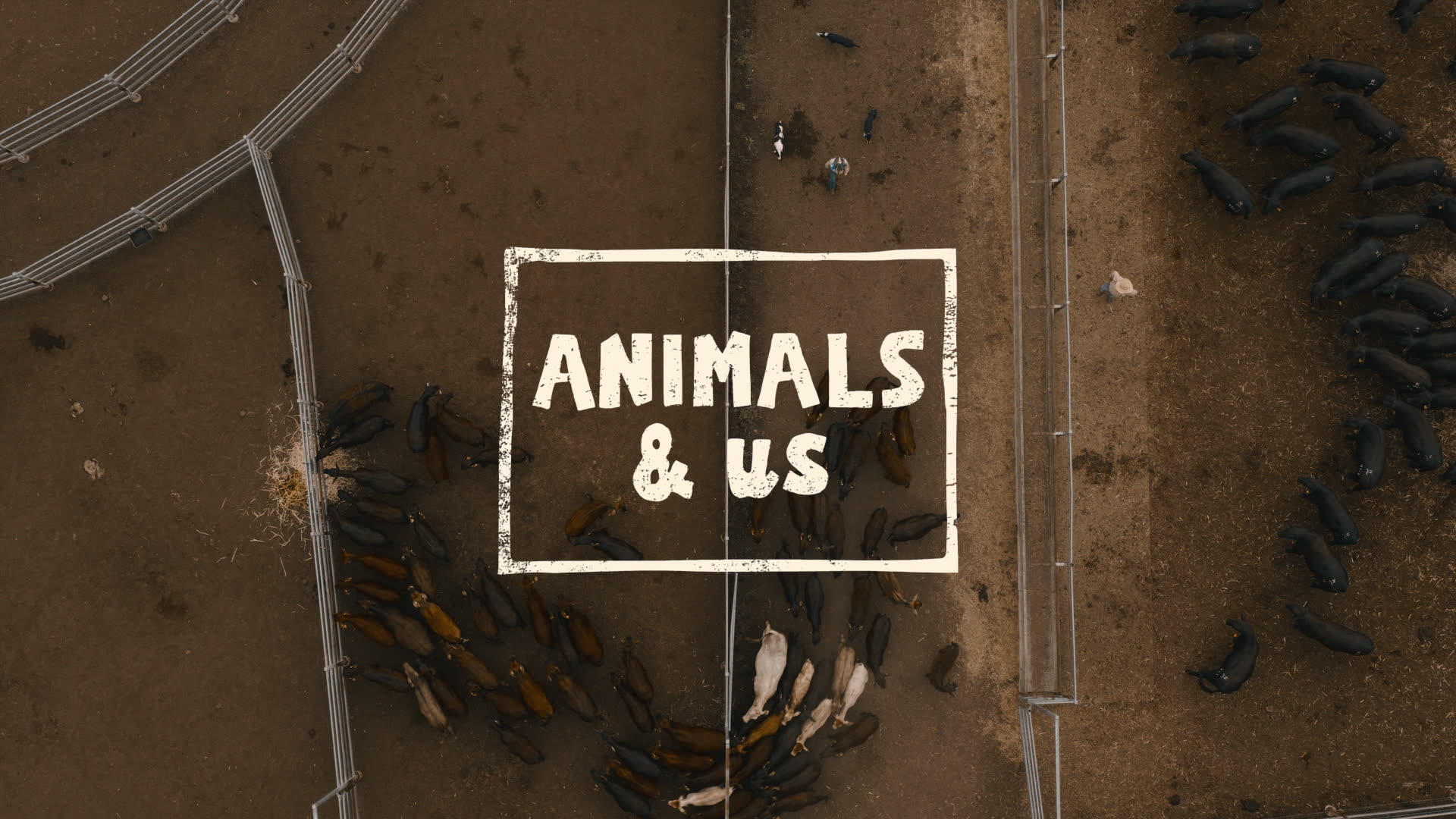 Animals and Us